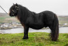 Royal Marksman of Crafton (AX2769/S13), Black 39.5" Licensed Stallion DOB: 8th April 2010