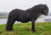 Royal Marksman of Crafton (AX2769/S13), Black 39.5" Licensed Stallion DOB: 8th April 2010 - 2