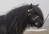Royal Marksman of Crafton (AX2769/S13), Black 39.5" Licensed Stallion DOB: 8th April 2010 - 3