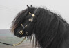 Royal Marksman of Crafton (AX2769/S13), Black 39.5" Licensed Stallion DOB: 8th April 2010 - 4