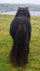 Royal Marksman of Crafton (AX2769/S13), Black 39.5" Licensed Stallion DOB: 8th April 2010 - 5