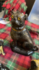 BOX DOG & CAT ORNAMENTS - 2