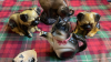 BOX DOG & CAT ORNAMENTS - 3