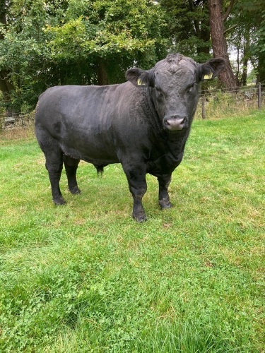 Angus bull