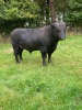 Angus bull - 2