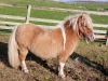 Mrs Jackie Syme (Schiehallion/Simonside)  - MINIATURE MARE 32" - Mardlebrook Peaches 'n Cream AX0709/M19 () (Registered) SINGLE  27 Apr 2010 (Cream & White)