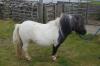 Tillyorn Galaxy (BK0442), Skewbald May Go Grey   Miniature  Unlicensed Colt DOB: 5th May 2022