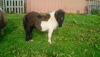 Ramnaberg Travis (BN0796), Piebald  Standard  Colt Foal DOB: 25th May 2024