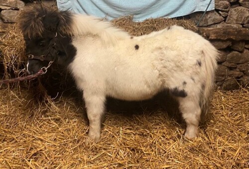 Wilma A Nicolson (Pinehoulland) - MINIATURE FILLY FOAL - Lee of Pinehoulland BN0624 () (Notified) SINGLE 06 May 2024 (Black & White)