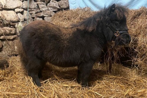 Wilma A Nicolson (Pinehoulland) - MINIATURE FILLY FOAL - Laura of Pinehoulland BN0622 () (Notified) SINGLE 12 May 2024 (Black) 24.5 inches in height