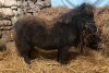 Wilma A Nicolson (Pinehoulland) - MINIATURE FILLY FOAL - Laura of Pinehoulland BN0622 () (Notified) SINGLE 12 May 2024 (Black) 24.5 inches in height
