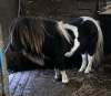 Wilma A Nicolson (Pinehoulland) - MINIATURE LICENSED STALLION 32" - Stranduff Gipsy King AT1084/S11 (292680) (Registered) 15 May 2007 (Piebald)