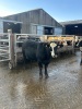 Incalf heifers - 2