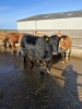 Incalf heifers - 3