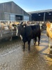 Incalf heifers - 4