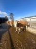 Incalf heifers - 5