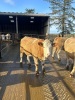 Incalf heifers - 7