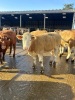 Incalf heifers - 8