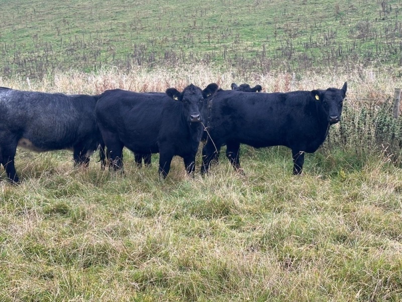 Angus x bulling heifers