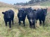 Angus x bulling heifers - 2