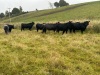 Angus x bulling heifers - 3