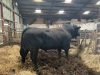 Chianina cross bull - 3