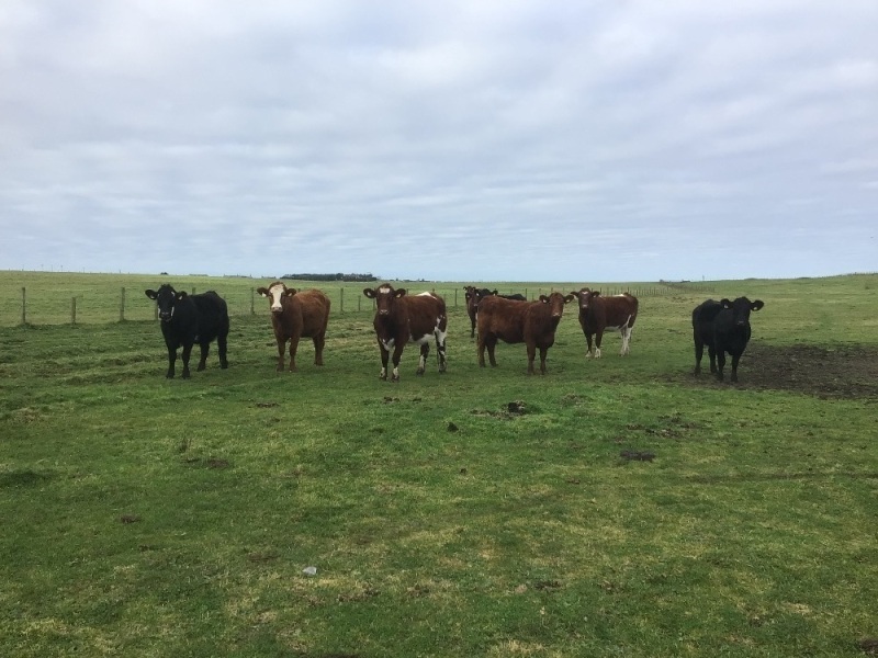 Incalf cows