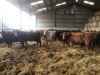 Incalf cows - 2