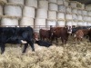 Incalf cows - 4