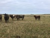 Incalf cows - 6