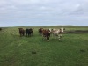 Incalf cows - 8