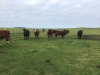 Incalf cows - 9