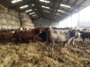 Incalf cows - 10