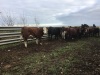 Incalf heifers