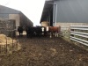 Incalf heifers - 2