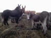 Donkeys