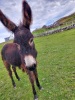 Donkeys - 5