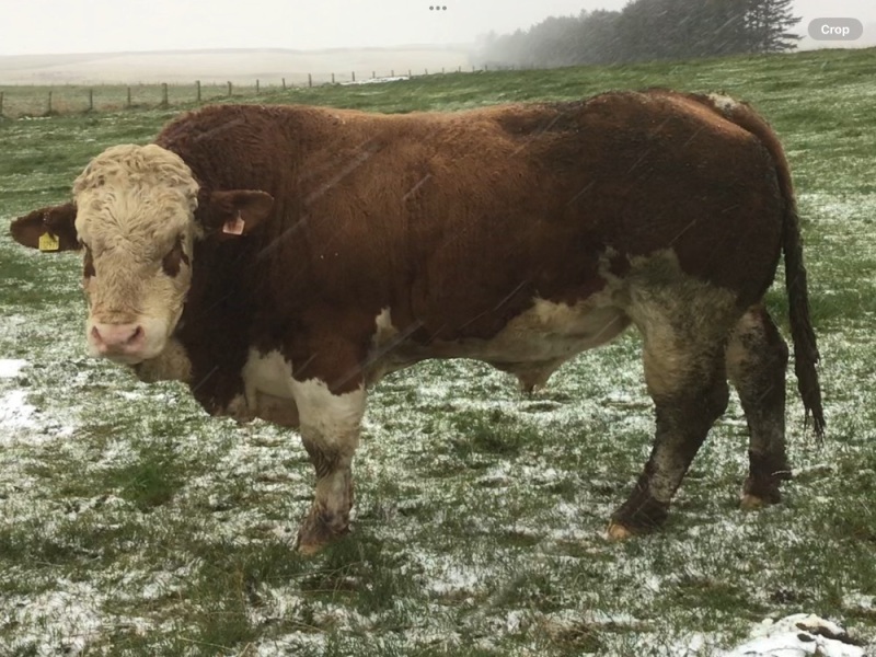 Pedigree Simmental bull