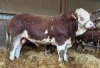 Pedigree Simmental bull - 2