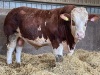 Pedigree Simmental bull - 3