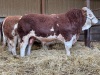 Pedigree Simmental bull - 4