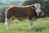 Pedigree Simmental bull - 5