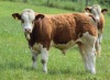 Pedigree Simmental bull - 6