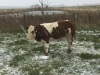 Pedigree Simmental bull - 7